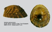Helcion pectunculus